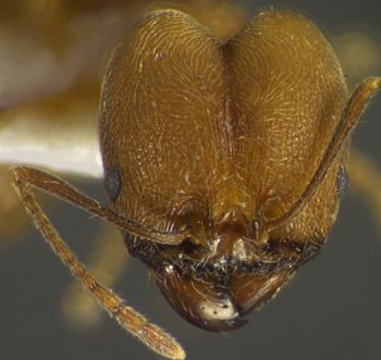 Media type: image;   Entomology 35151 Aspect: head frontal view